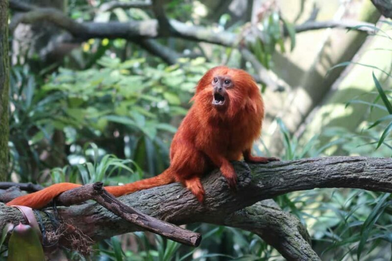 Singapore: Night Safari with Tram Ride and Private Transfer - Who Will Love This Tour?