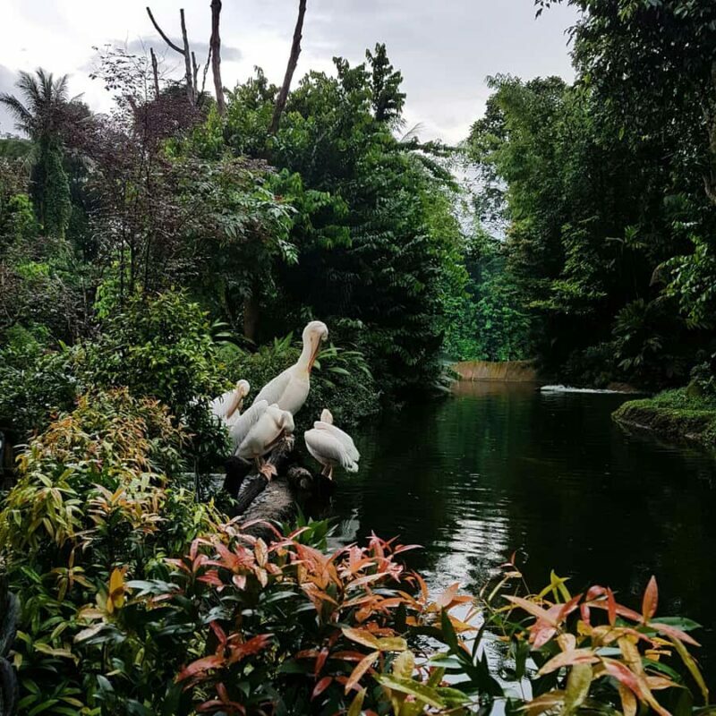 Singapore: Night Safari with Tram Ride and Private Transfer - Practical Tips for Making the Most of Your Night Safari