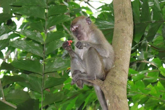 Singapore Paddle to Pedal Adventure in Pulau Ubin - Cycling Adventure