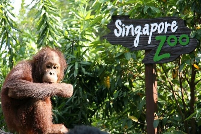 Singapore Zoo Entry Ticket - Diverse Wildlife Collection