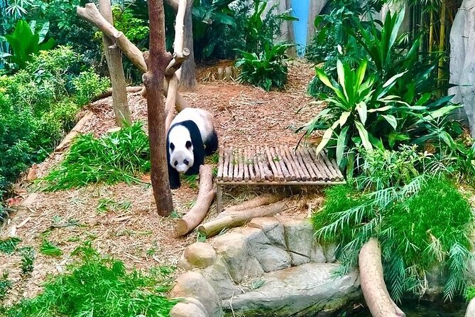 Singapore Zoo Entry Ticket - Healthcare and Research Initiatives