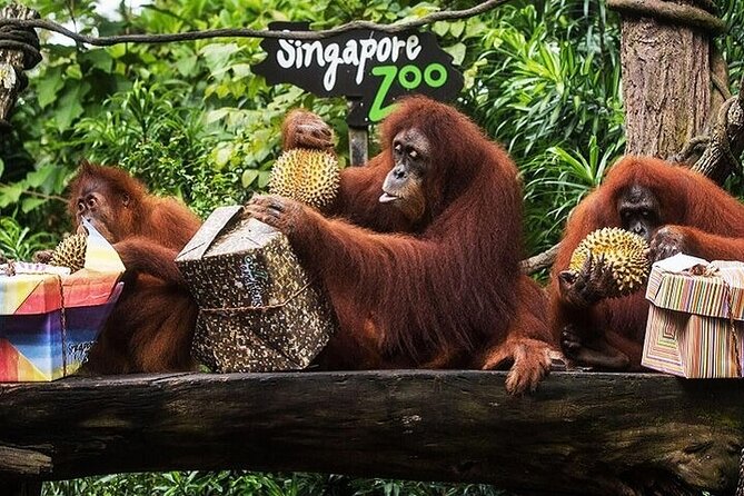 Singapore Zoo Entry Ticket - Ticket Booking and Confirmation