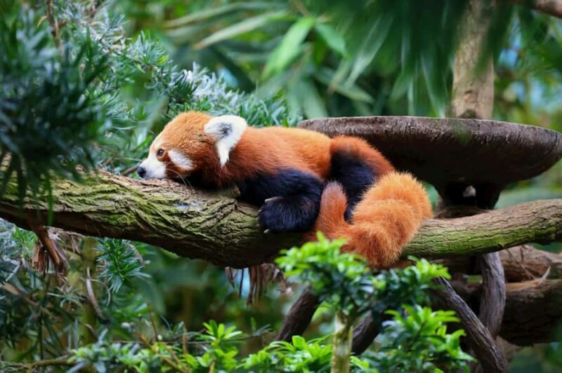 Singapore: Zoo & Night Safari Combos with Hotel Pick & Drop - Key Points