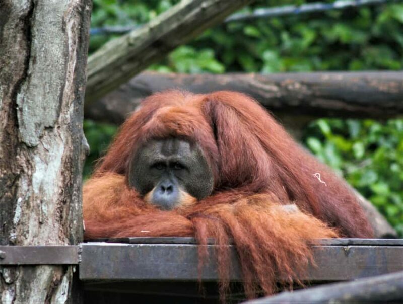 Singapore: Zoo & Night Safari Combos with Hotel Pick & Drop - Who Should Consider This Tour?