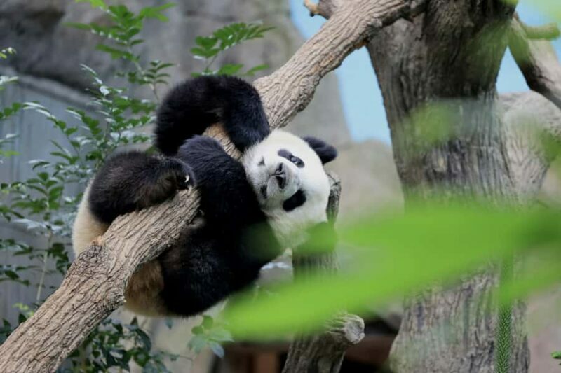 Singapore: Zoo & Night Safari Combos with Hotel Pick & Drop - Final Thoughts