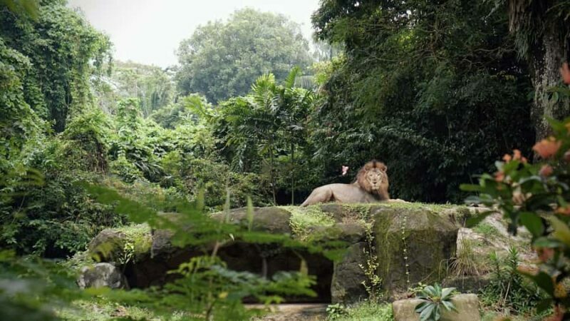Singapore: Zoo & Night Safari Combos with Hotel Pick & Drop - FAQ