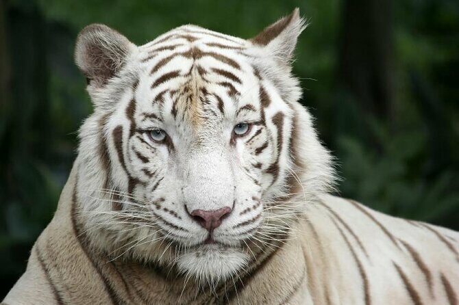 Singapore Zoo & Night Safari Day ( Tickets & Transfer ) - Key Points