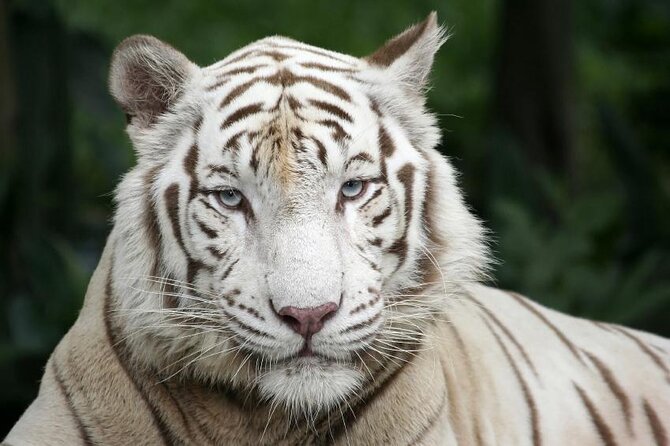 Singapore Zoo With Tram Ride Experience for Tourist - Good To Know