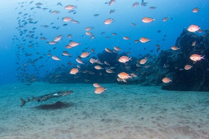 Single Scuba Try-Dive in Puerto Del Carmen - Small Groups - 2 Hours - Health and Safety Information