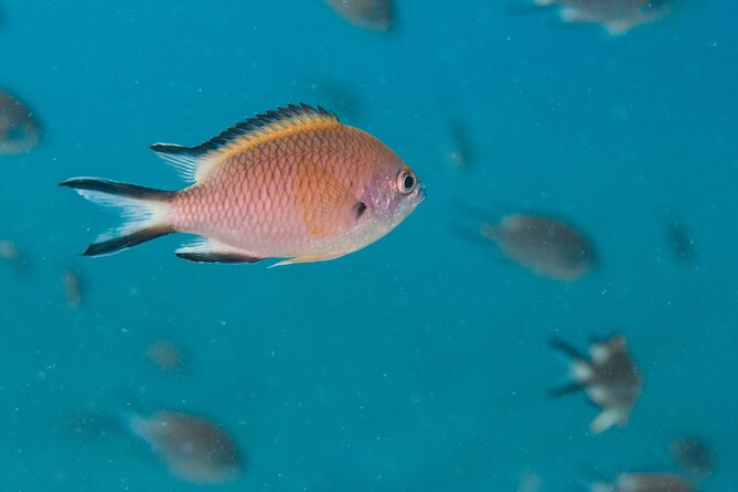 Single Scuba Try-Dive in Puerto Del Carmen - Small Groups - 2 Hours - Duration