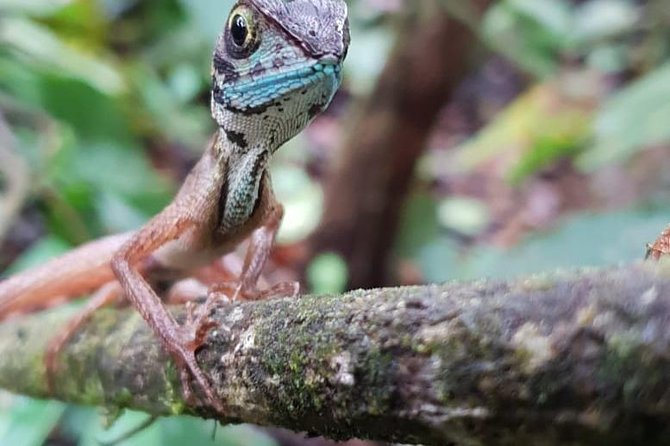 Sinharaja Expedition Short Tour With One Waterfall All Included - Key Points