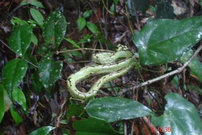 Sinharaja Rain Forest Guided Day Tour From Colombo and Negombo - Feedback and Host Response