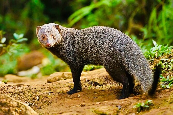 Sinharaja Rain Forest Guided Day Tour From Colombo and Negombo - Rainforest Trekking Experience