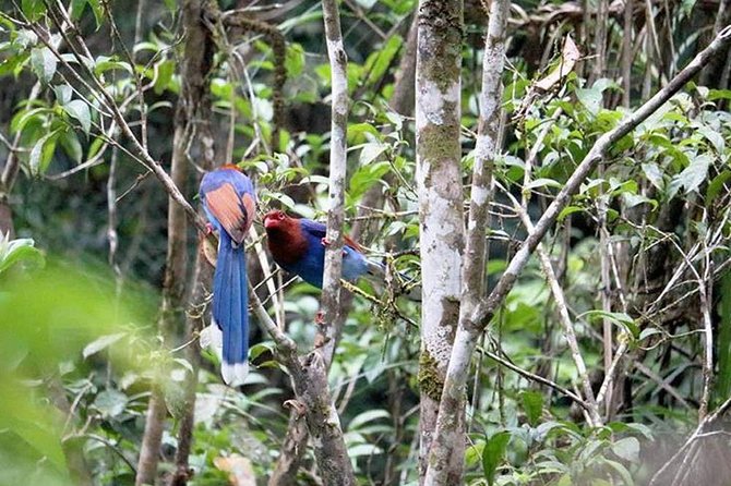 Sinharaja Rain Forest Guided Day Tour From Colombo and Negombo - Transportation and Amenities