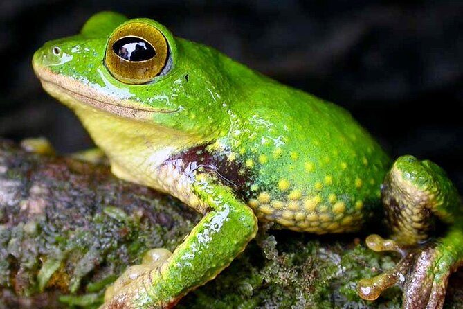 Sinharaja Rain Forest Guided Day Tour From Colombo and Negombo - Pricing and Group Size
