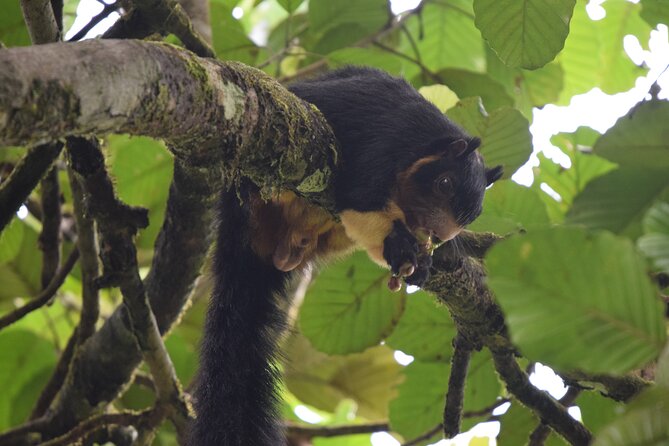 Sinharaja Rain Forest Tour From Colombo - Inclusions and Exclusions