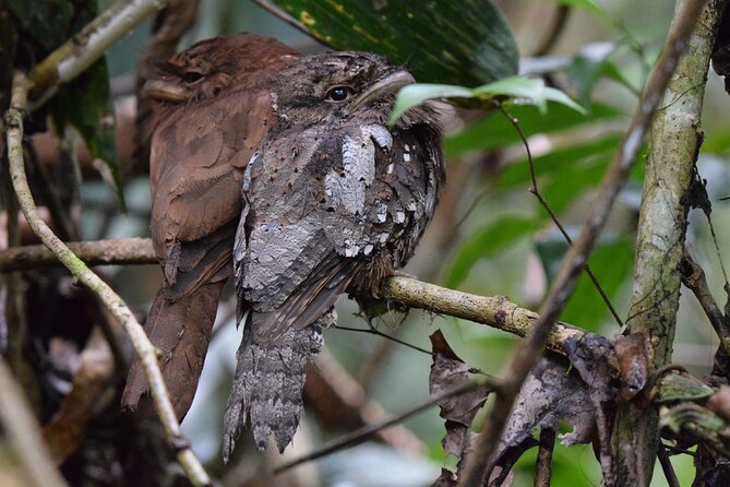 Sinharaja Rain Forest Tour From Colombo - Health and Accessibility Considerations