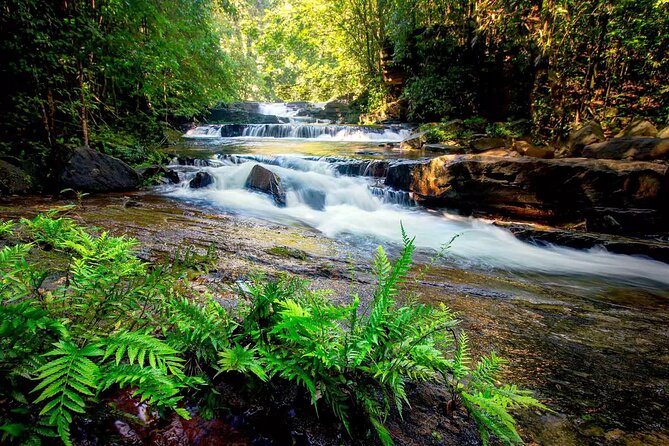 Sinharaja Rain Forest Tour From Colombo - Exploring the Sinharaja Rain Forest