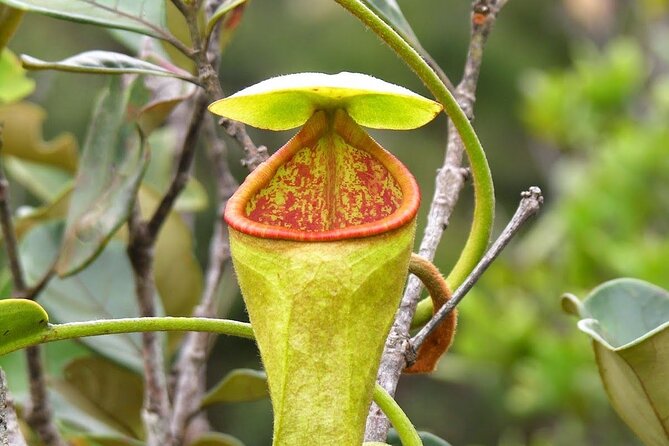 Sinharaja Rain Forest Tour From Colombo - Native Flora and Fauna