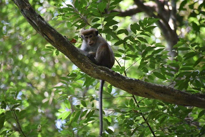 Sinharaja Rain Forest Tours (Full Day) - Wildlife and Nature Experience