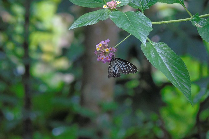 Sinharaja Rain Forest Tours (Full Day) - Tour Logistics