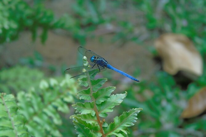 Sinharaja Rain Forest Tours (Full Day) - Reviews and Feedback