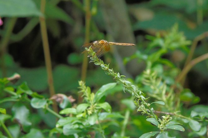 Sinharaja Rain Forest Tours (Full Day) - Visiting Kakunalla and Pathanoya Falls