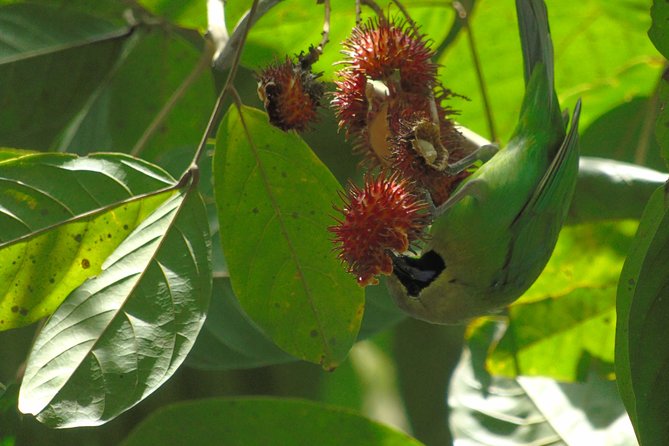 Sinharaja Rain Forest Tours (Full Day) - Natural Fish Therapy Experience
