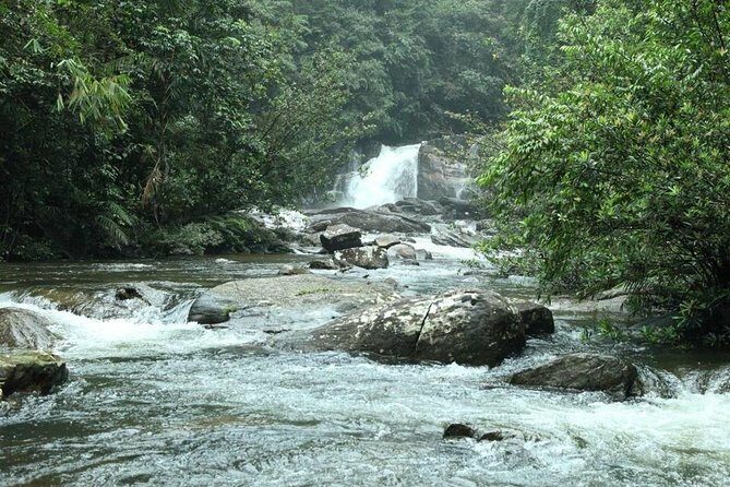Sinharaja' rainforest - Discovery Tour (half day) - A Detailed Look at the Sinharaja Rainforest Discovery Tour