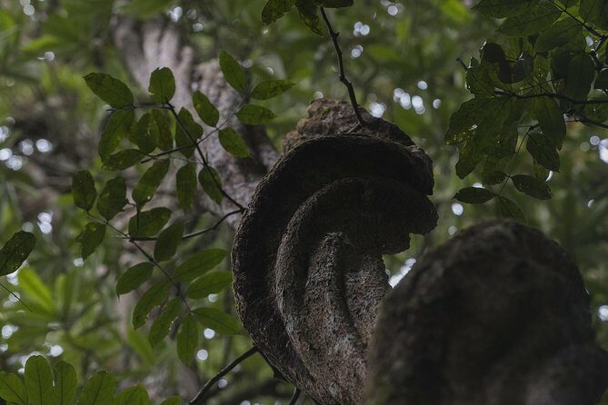 Sinharaja' rainforest - Discovery Tour (half day) - Who Should Consider This Tour?