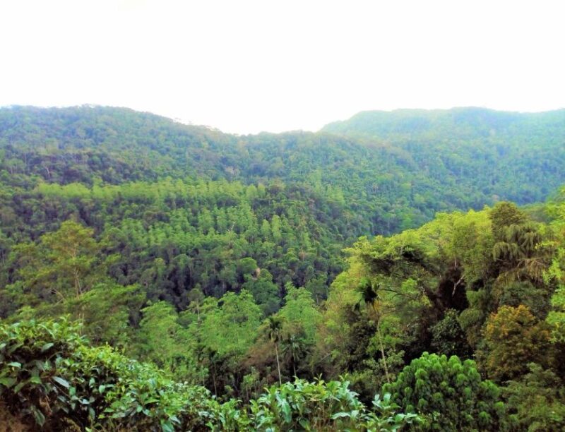 Sinharaja Rainforest Private & Customize Tour - Key Points