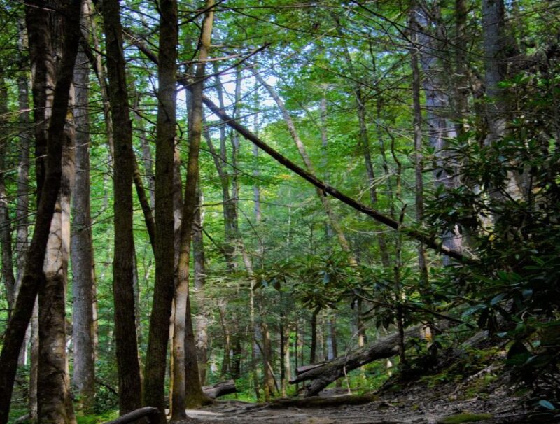 Sinharaja Rainforest Private & Customize Tour - Inclusion Details