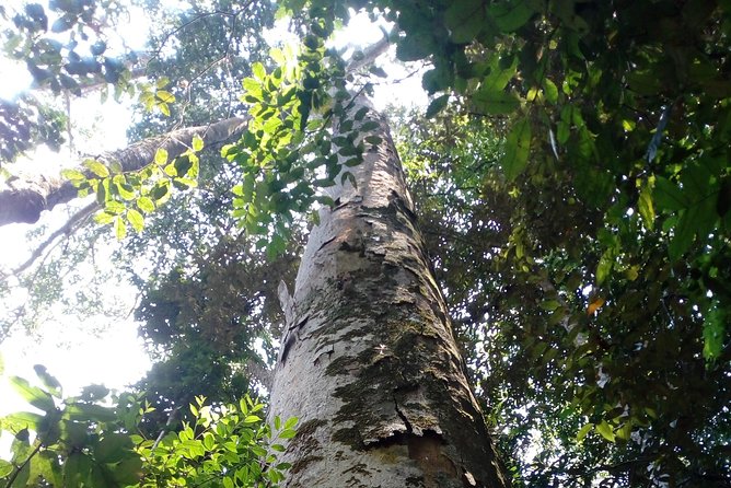 Sinharaja Rainforest Tour - Private Exploration at Your Pace