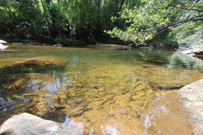 Sinharaja Rainforest Trip - The Details of Your Sinharaja Rainforest Tour
