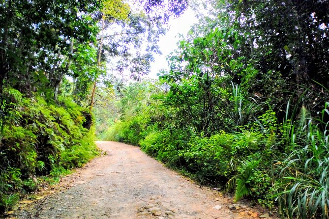 Sinharaja Rainforest & Udawalawe Safari - 2 Days, All Inclusive - Highlights