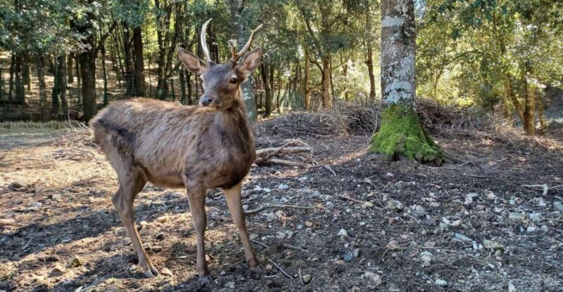Sinnai: Hiking on the Deers Trail in Sette Fratelli Park - Location and Trail Details