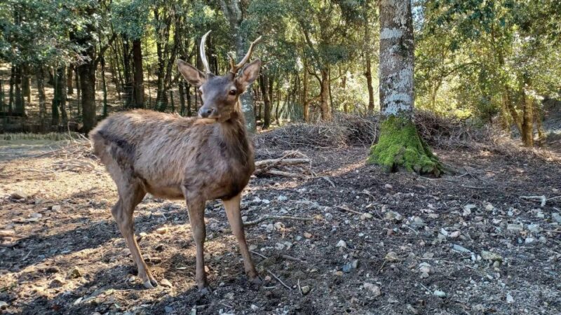 Sinnai: Hiking on the Deers Trail in Sette Fratelli Park - Wildlife and Flora