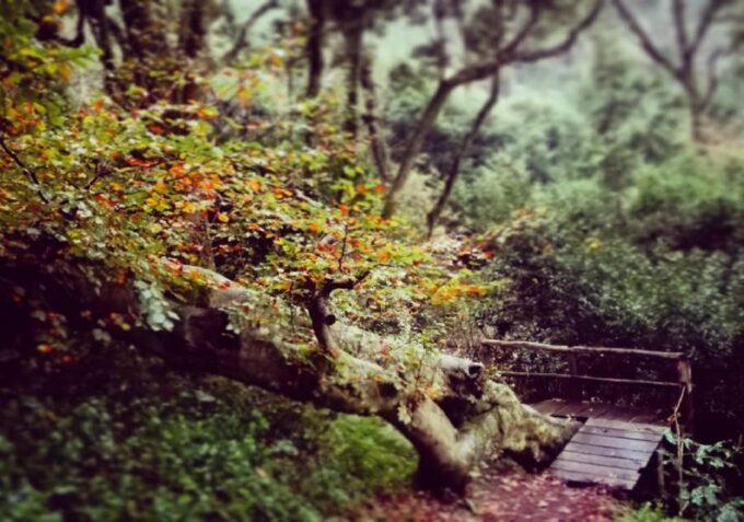 Sintra: Kingdom of Love Private Walking Tour With Historian - Off-the-Beaten-Track Exploration