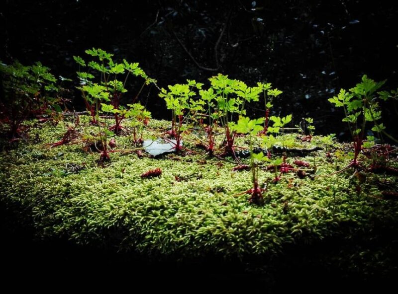 Sintra: Kingdom of Love Private Walking Tour With Historian - Tour Logistics and Meeting Point