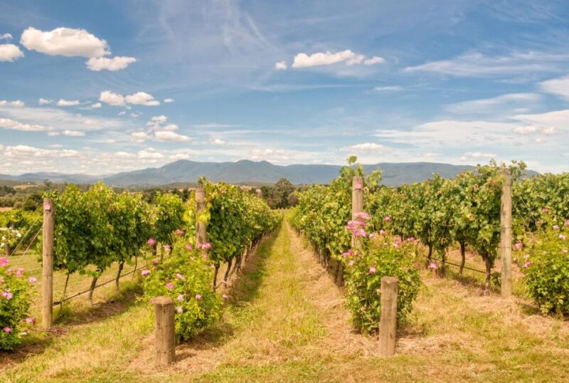 Sip and Savor: Private Yarra Valley Wine Tour From Melbourne - Taking in Yarra Valley Landscapes