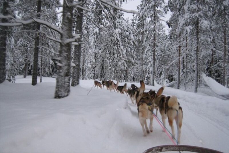 Sirkka: Husky Sled Ride in Levi - Experience Overview