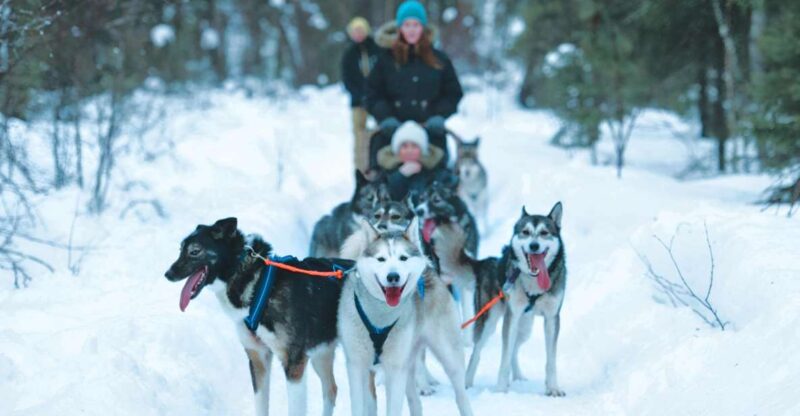 Sirkka: Husky Sled Ride in Levi - Inclusion and Exclusions