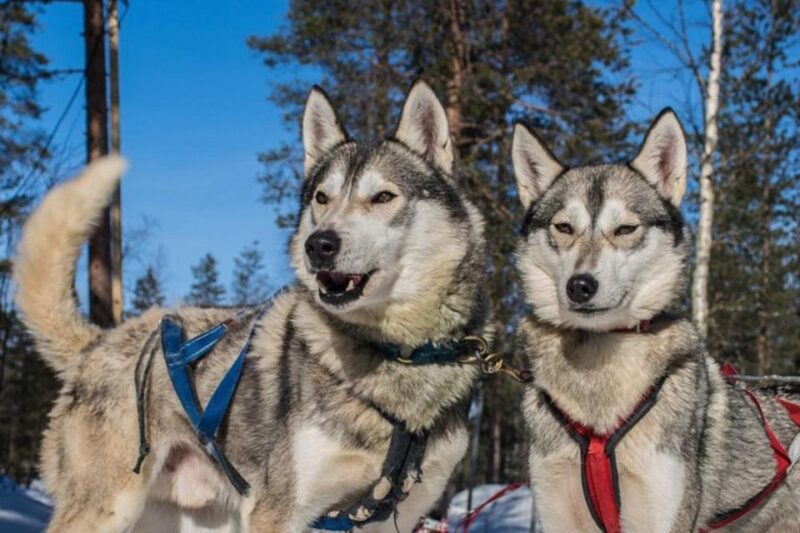 Sirkka: Husky Sled Ride in Levi - Important Information