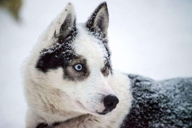 Sirkka: Husky Sled Ride in Levi - Customer Feedback