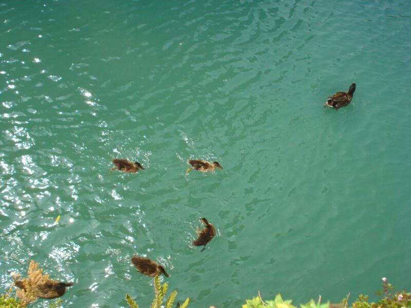 Sirmione Private Tour: on the Shores of Lake Garda - Spiritual Sanctuaries of Sirmione