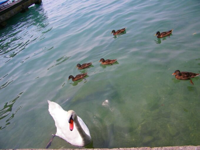 Sirmione Private Tour: on the Shores of Lake Garda - Scenic Views and Attractions