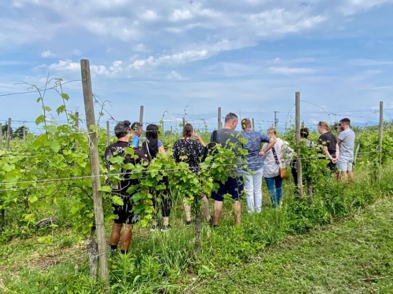 Sirmione: Vineyard Tour With Lugana Wines and Local Tastings - The Allure of Lugana Wines