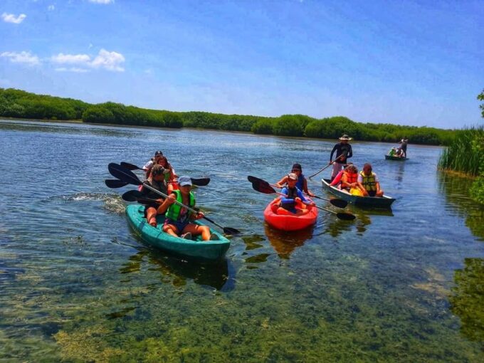 Sisal Kayak Through Mangroves and Bird Watching Tour - Scenic Drive and Transportation