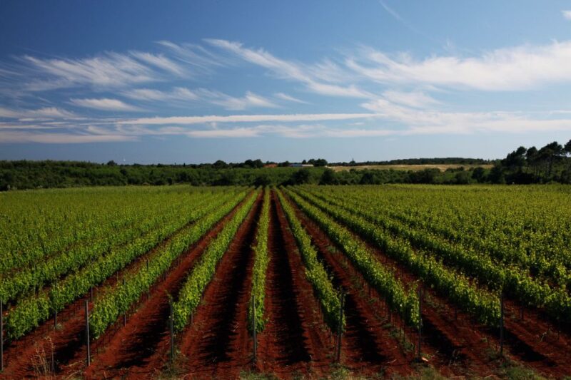 Šišan: Organic Winery Tour and Tasting Experience - Inclusions