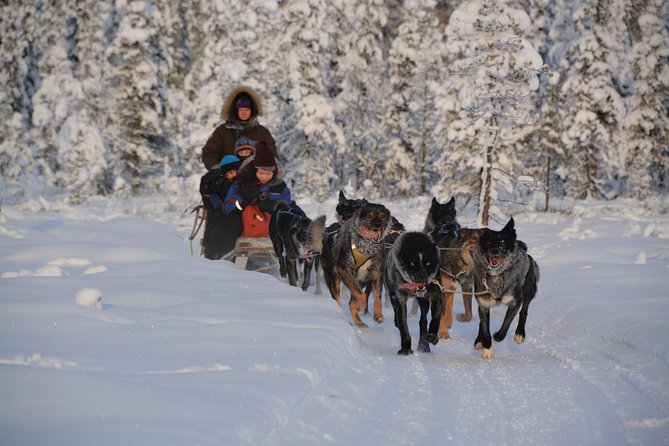 Sit Back and Relax Morning Husky Tour - Meeting and Pickup